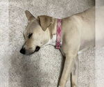 Small #33 American Pit Bull Terrier Mix