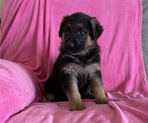 German Shepherd Dog Puppy for sale in THORP, WI, USA