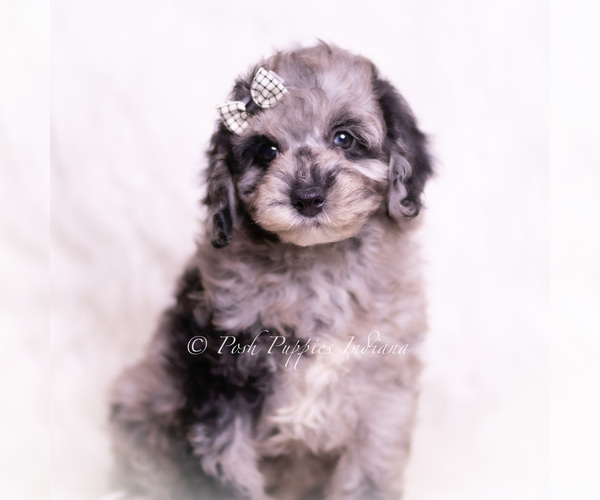 Medium Photo #2 Poodle (Miniature) Puppy For Sale in WARSAW, IN, USA