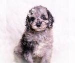 Small #1 Poodle (Miniature)