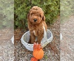 Small #2 Goldendoodle (Miniature)