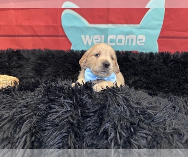 Medium Photo #22 Golden Retriever Puppy For Sale in ORLANDO, FL, USA