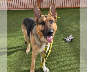 German Shepherd Dog-Unknown Mix Dogs for adoption in Las Vegas, NV, USA