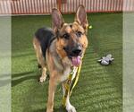 ZEUS - Male German Shepherd Dog-Unknown Mix Dog for Adoption - Small photo