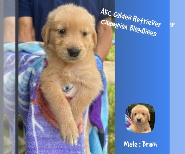 Medium Photo #1 Golden Retriever Puppy For Sale in SUGAR LAND, TX, USA
