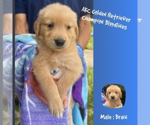 Golden Retriever Puppy for sale in SUGAR LAND, TX, USA