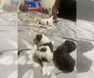 Morkie Puppy for sale in MILWAUKEE, WI, USA