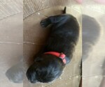 Small Photo #5 Labrador Retriever Puppy For Sale in DOUGLAS, GA, USA
