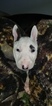 Small Photo #94 Bull Terrier Puppy For Sale in JACKSON, MI, USA