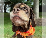 Small Photo #7 Cocker Spaniel Puppy For Sale in Arlington, VA, USA