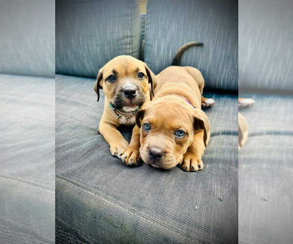 Medium Photo #7 American Staffordshire Terrier-Unknown Mix Puppy For Sale in Lake Forest, CA, USA