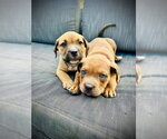 Small #6 American Staffordshire Terrier Mix