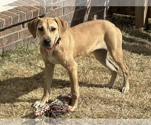 Medium Photo #12 Labrador Retriever-Unknown Mix Puppy For Sale in Fort Worth, TX, USA
