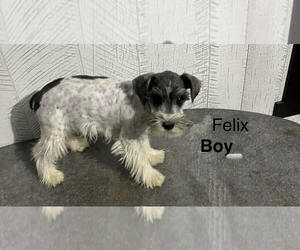 Mutt Dogs for adoption in Studio City, CA, USA