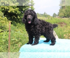 Poodle (Miniature) Puppy for sale in UNION CITY, TN, USA
