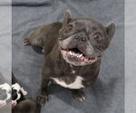 Small #1 French Bulldog