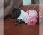 Small Photo #4 French Bulldog Puppy For Sale in KENDALL, FL, USA