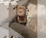 Small #4 American Staffordshire Terrier