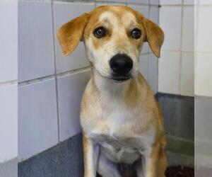Labrador Retriever Dogs for adoption in San Antonio, TX, USA