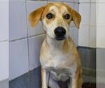 Small Labrador Retriever