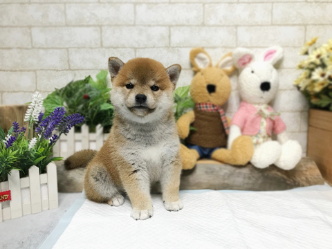Medium Photo #5 Shiba Inu Puppy For Sale in SAN JOSE, CA, USA
