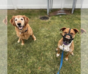 Bread - Male Labrador Retriever-Unknown Mix Dog for Adoption - Photo #24