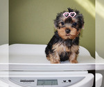 Small #4 Yorkshire Terrier