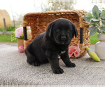 Small #5 Labrador Retriever