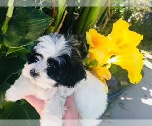 Maltipoo Puppy for sale in MODESTO, CA, USA