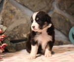 Small Photo #5 Australian Shepherd Puppy For Sale in WESTFIELD, MA, USA