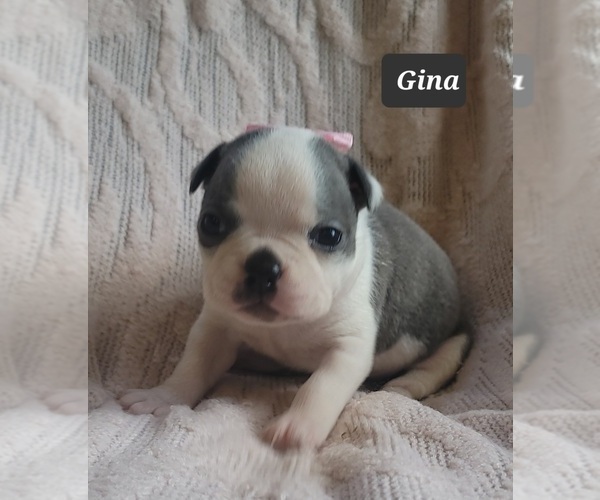 Medium Photo #2 Boston Terrier Puppy For Sale in MINERAL WELLS, WV, USA