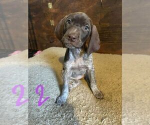 German Shorthaired Pointer Puppy for sale in ASHEVILLE, NC, USA