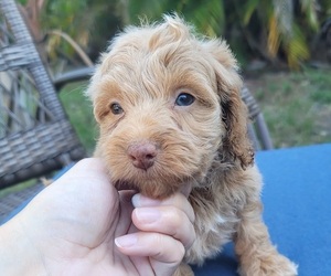 Cockapoo (Toy) Puppy for sale in TAMPA, FL, USA