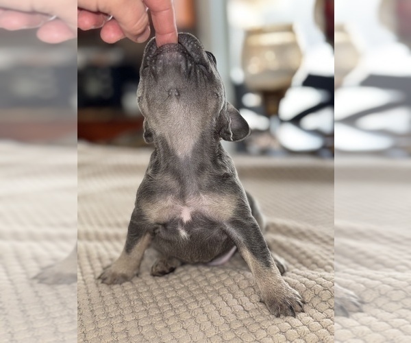 Medium Photo #4 French Bulldog Puppy For Sale in HILTON, NY, USA