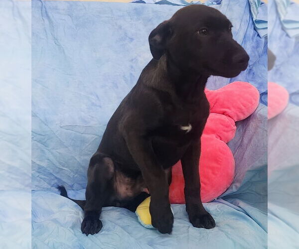 Medium Photo #3 Labrador Retriever-Unknown Mix Puppy For Sale in Wetumpka, AL, USA