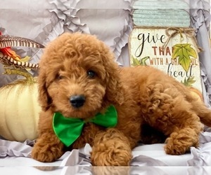 Goldendoodle Puppy for sale in LANCASTER, PA, USA
