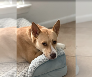 Labrador Retriever-Unknown Mix Dogs for adoption in The Woodlands, TX, USA