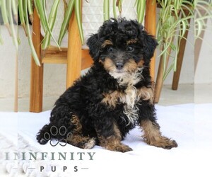 Bernedoodle (Miniature) Puppy for Sale in NARVON, Pennsylvania USA