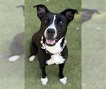 Small #3 American Pit Bull Terrier Mix