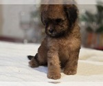 Small #5 Goldendoodle (Miniature)