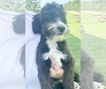 Puppy 1 Aussiedoodle Miniature 