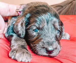 Goldendoodle Puppy for Sale in POTEAU, Oklahoma USA