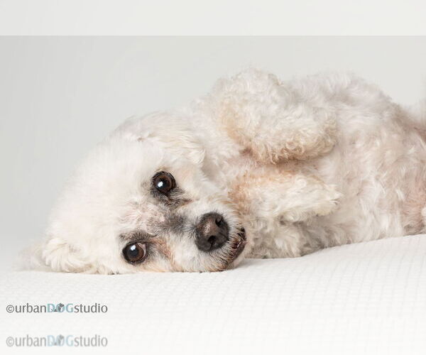 Medium Photo #5 Maltichon Puppy For Sale in Tampa, FL, USA