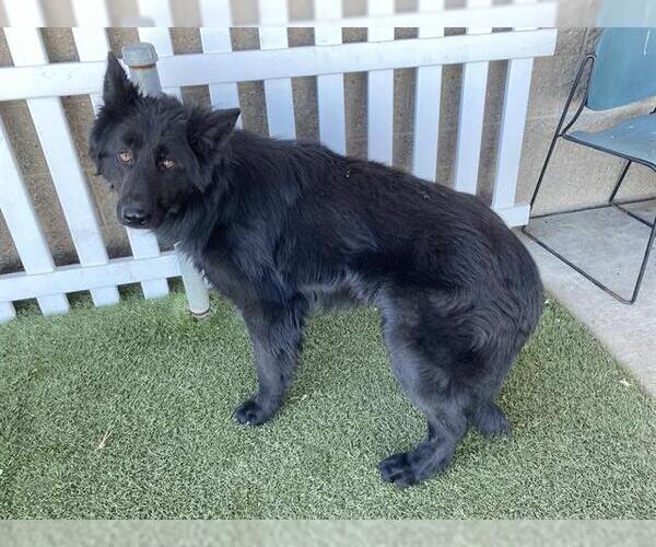Medium Photo #1 German Shepherd Dog-Unknown Mix Puppy For Sale in Modesto, CA, USA