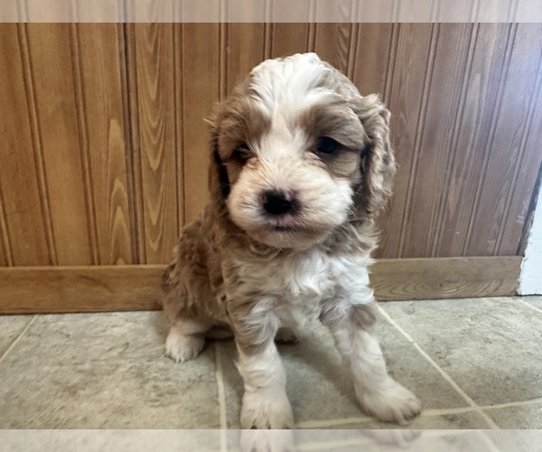 Medium Photo #9 Cavapoo (Miniature) Puppy For Sale in GREENWOOD, WI, USA