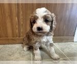 Small Photo #9 Cavapoo (Miniature) Puppy For Sale in GREENWOOD, WI, USA