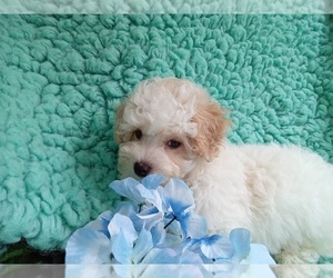 Cavalier King Charles Spaniel-Poodle (Toy) Mix Puppy for sale in LAUREL, MS, USA