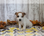 Small #3 Jack Russell Terrier-Jug Mix