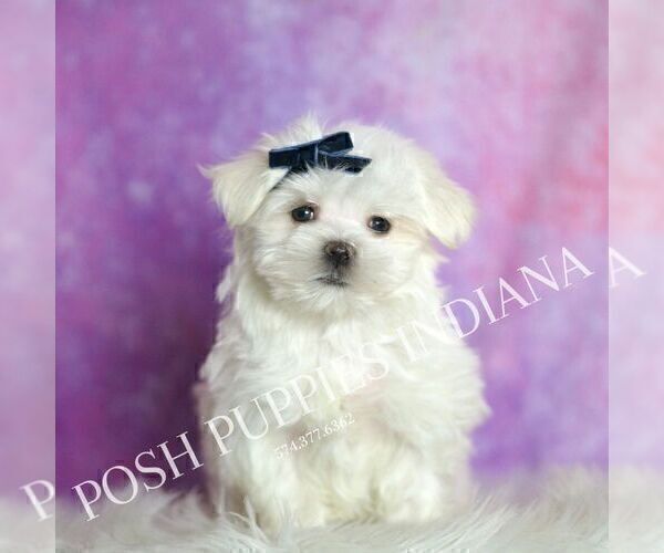 Medium Photo #2 Maltese Puppy For Sale in WARSAW, IN, USA
