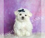 Puppy Louie Maltese